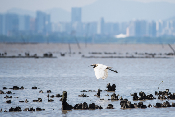 香港的蠔礁 （圖片提供：Kyle Obermann/ TNC）
 